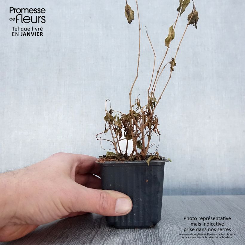 Exemplar von Fuchsia magellanica - Scharlach-Fuchsie Kleine Töpfe von 8/9 cm wie im Winter geliefert