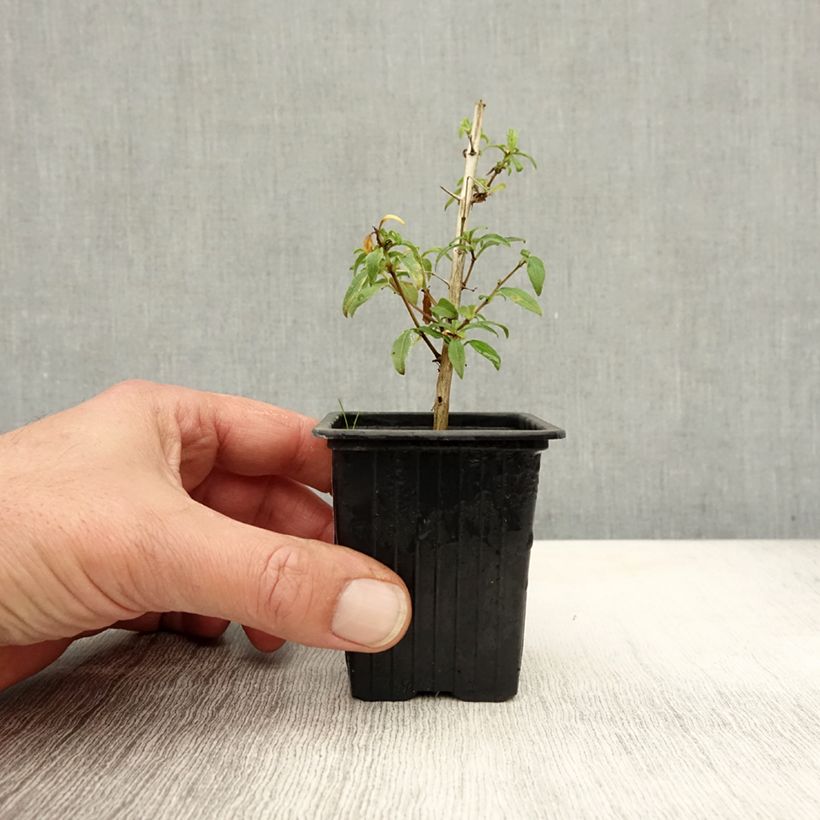 Example of Fuchsia magellanica Hawkshead - Scharlach-Fuchsie Kleine Töpfe von 7/8 cm as you get in automne
