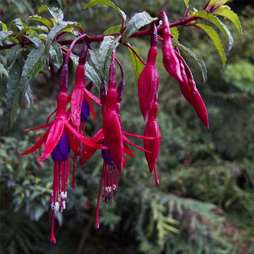 Fuchsia magellanica Riccartonii - Scharlach-Fuchsie (Flowering)