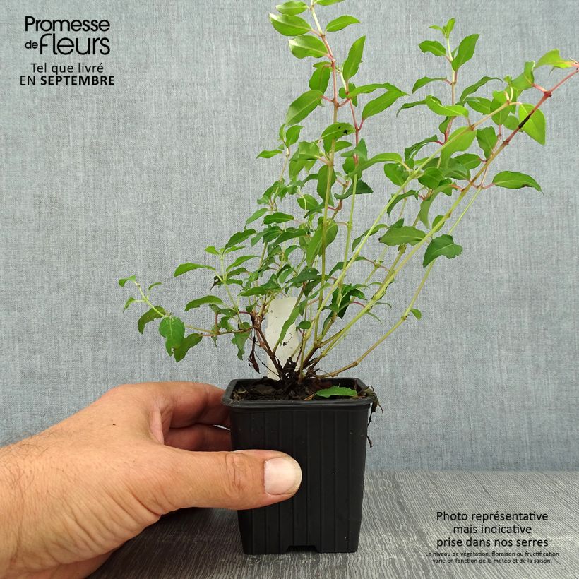Example of Fuchsia magellanica Riccartonii - Scharlach-Fuchsie Kleine Töpfe von 8/9 cm as you get in automne