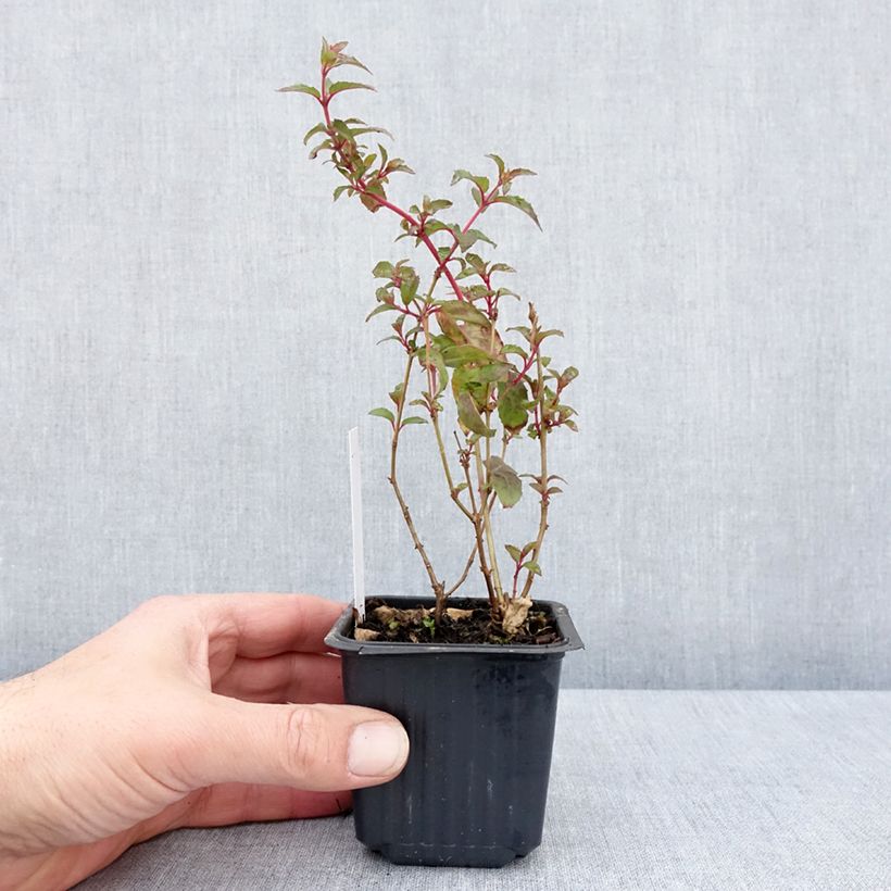 Exemplar von Fuchsia Snow Cap Kleine Töpfe von 8/9 cm wie im Frühjahr geliefert