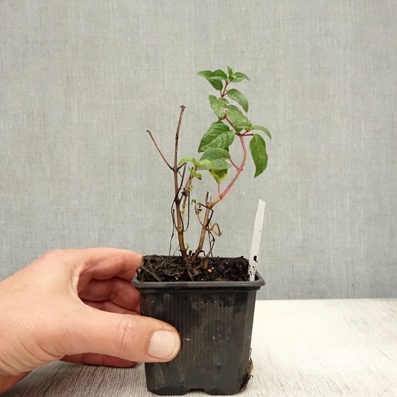 Example of Fuchsia Snow Cap Kleine Töpfe von 8/9 cm as you get in automne