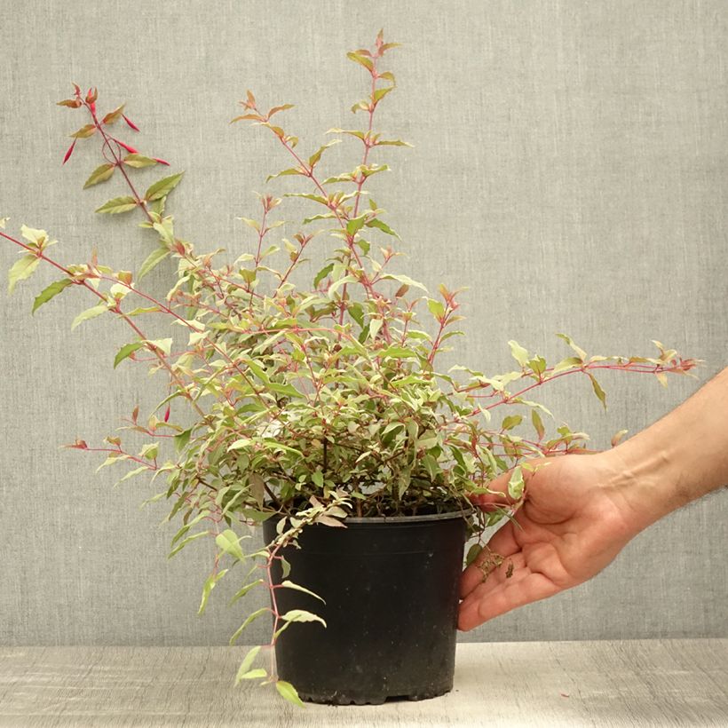 Example of Fuchsia magellanica Tricolorii - Scharlach-Fuchsie Topf mit 2L/3L as you get in ete