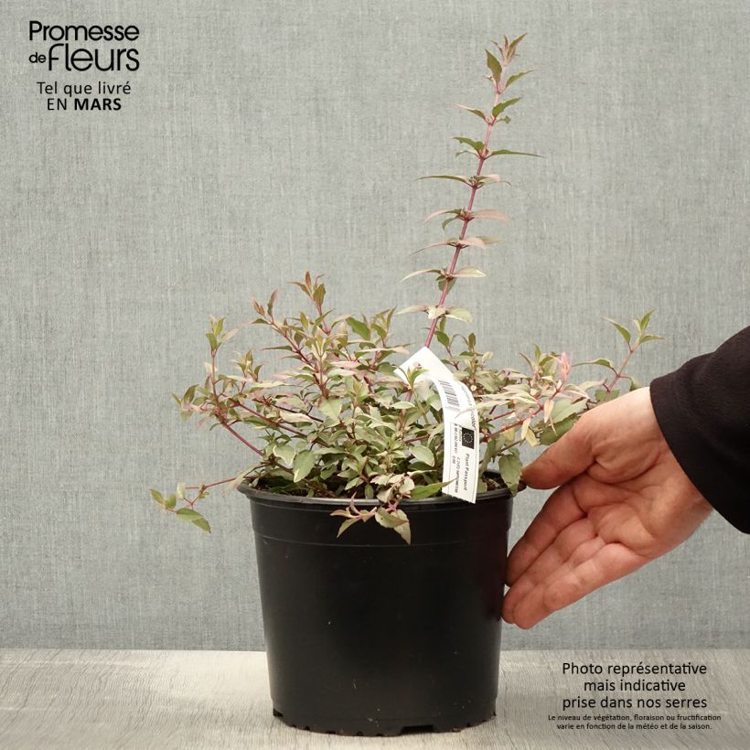 Exemplar von Fuchsia magellanica Tricolorii - Scharlach-Fuchsie Topf mit 2L/3L wie im Frühjahr geliefert