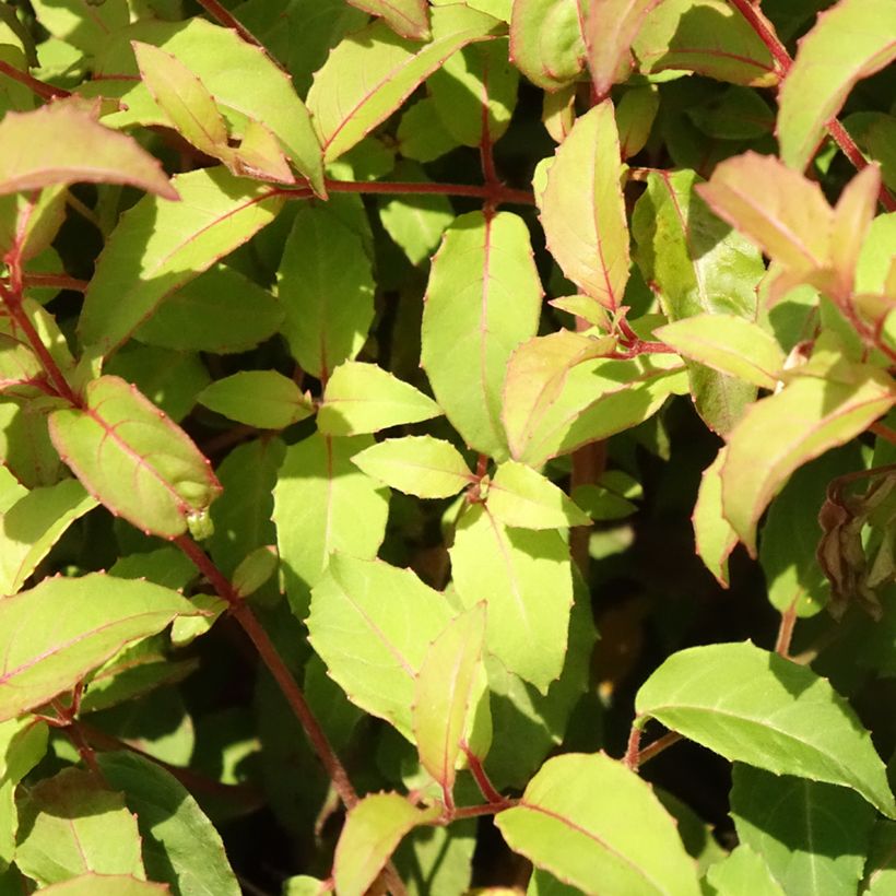 Fuchsia magellanica var. gracilis - Scharlach-Fuchsie (Foliage)