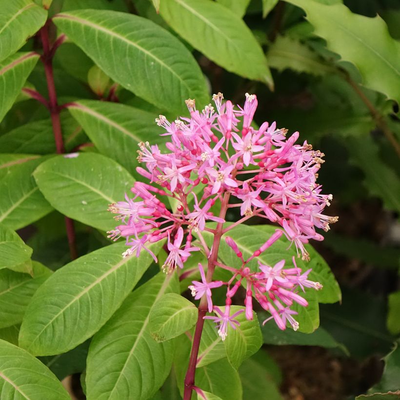Fuchsia paniculata - Baumfuchsie (Flowering)