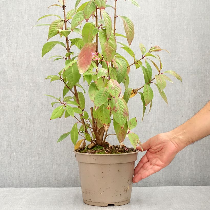 Exemplar von Fuchsia paniculata - Baumfuchsie Topf mit 4L/5L wie im Sommer geliefert