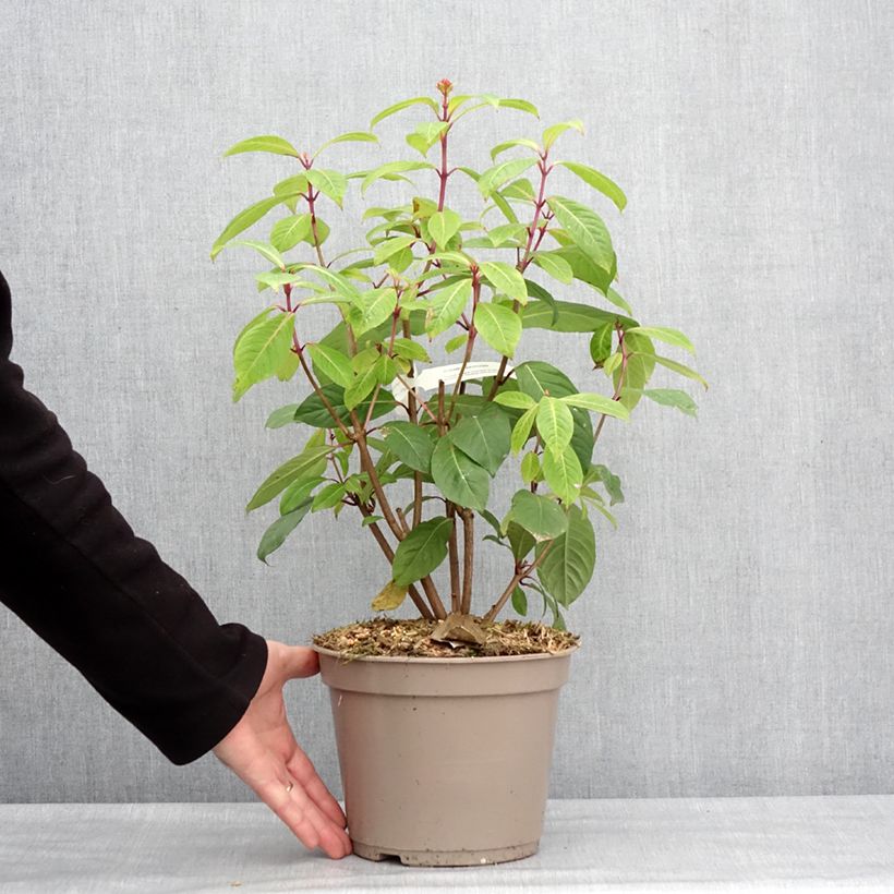 Example of Fuchsia paniculata - Baumfuchsie Topf mit 4L/5L as you get in hiver