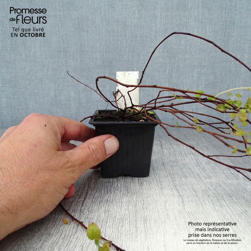 Example of Fuchsia procumbens Kleine Töpfe von 8/9 cm as you get in automne