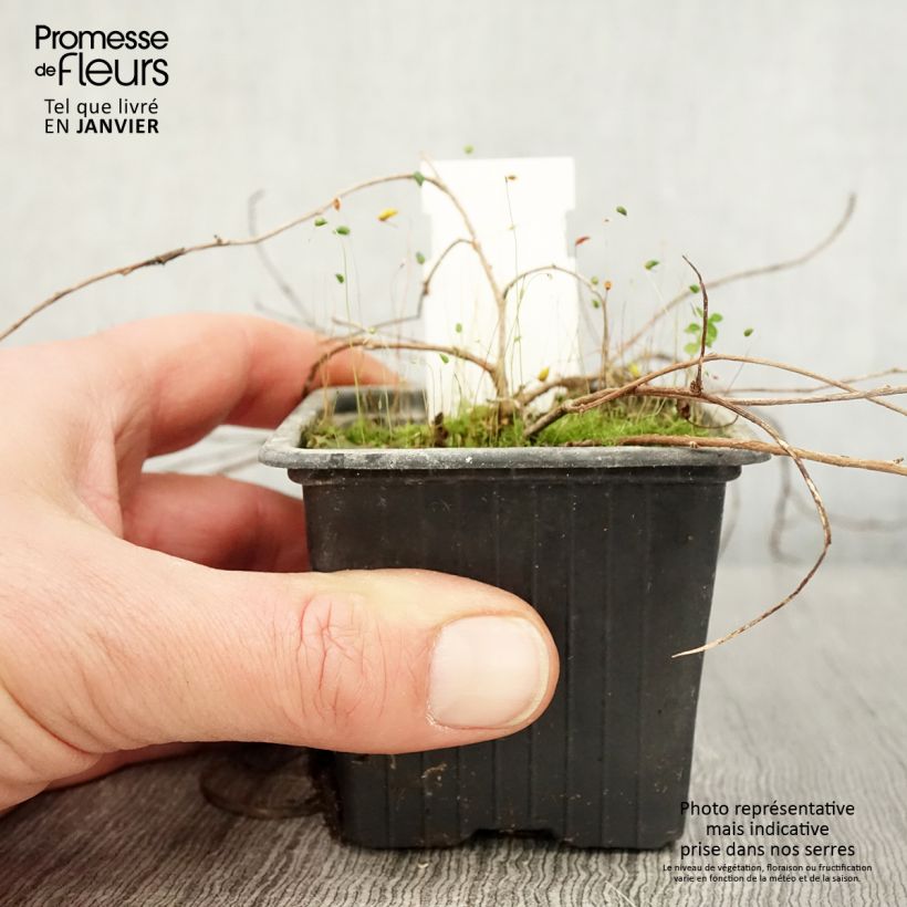 Exemplar von Fuchsia procumbens Kleine Töpfe von 8/9 cm wie im Winter geliefert