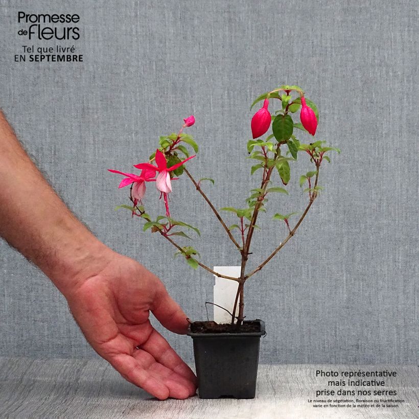 Example of Fuchsia R.A.F Kleine Töpfe von 8/9 cm as you get in automne