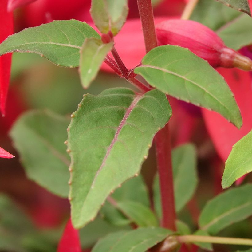 Fuchsia regia Regal (Laub)
