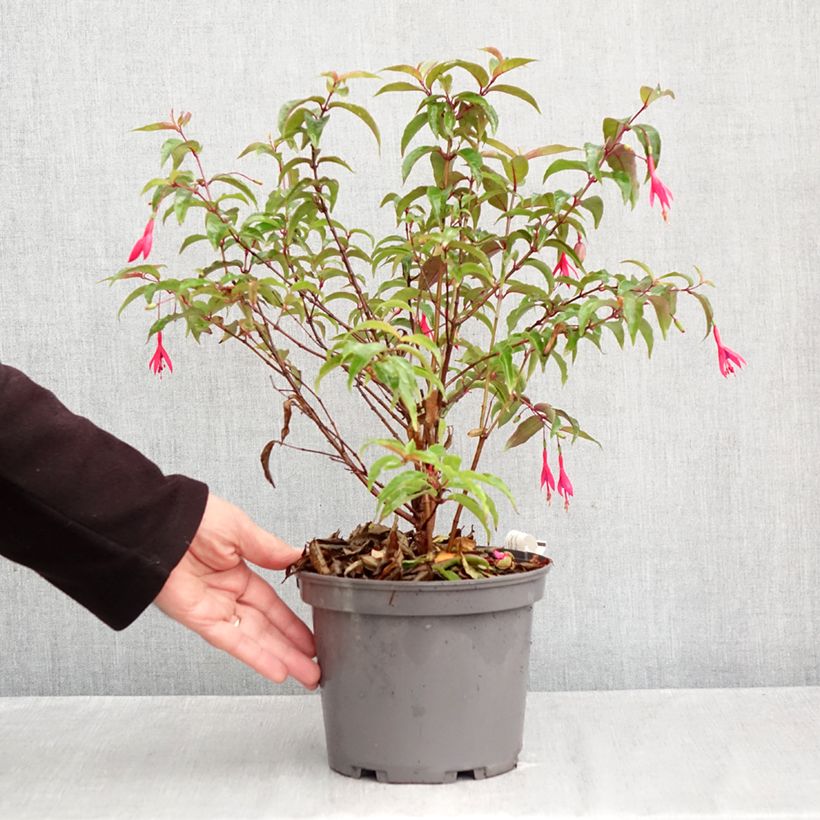 Exemplar von Fuchsia regia Regal Pot de 3L/4L wie im Herbst geliefert