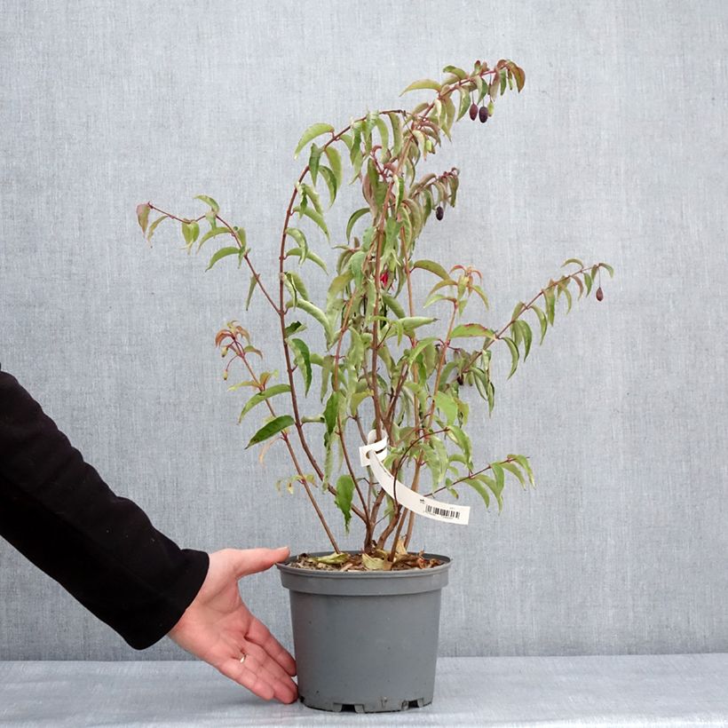 Example of Fuchsia regia Regal Topf mit 3L/4L as you get in hiver