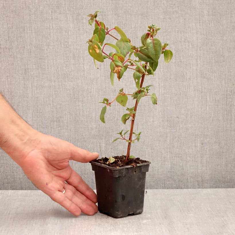 Exemplar von Fuchsia Dark Eyes Kleine Töpfe von 7/8 cm wie im Herbst geliefert