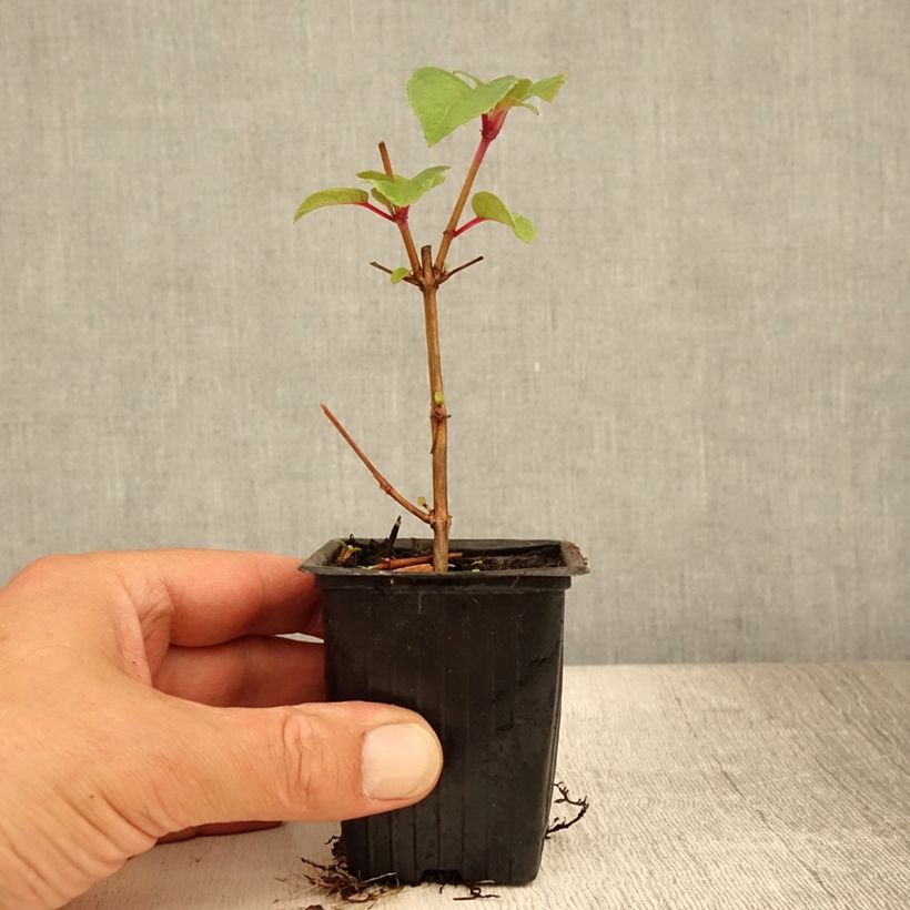 Example of Fuchsia Dark Eyes Kleine Töpfe von 7/8 cm as you get in ete