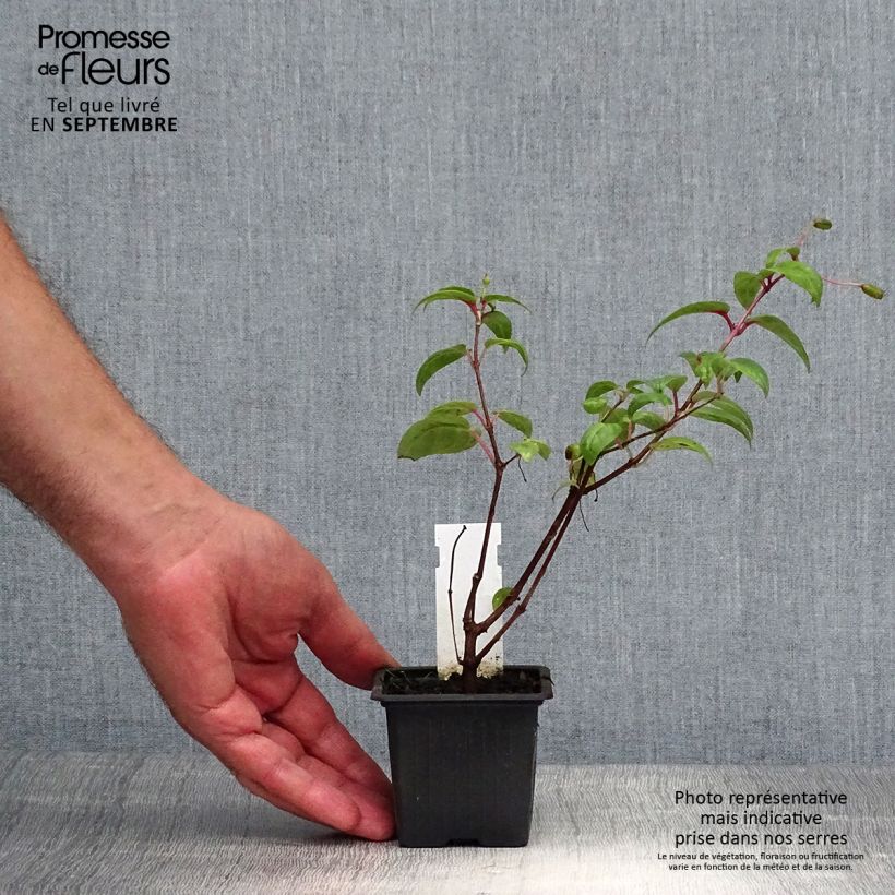 Example of Fuchsia Rohees New Millenium Kleine Töpfe von 8/9 cm as you get in automne