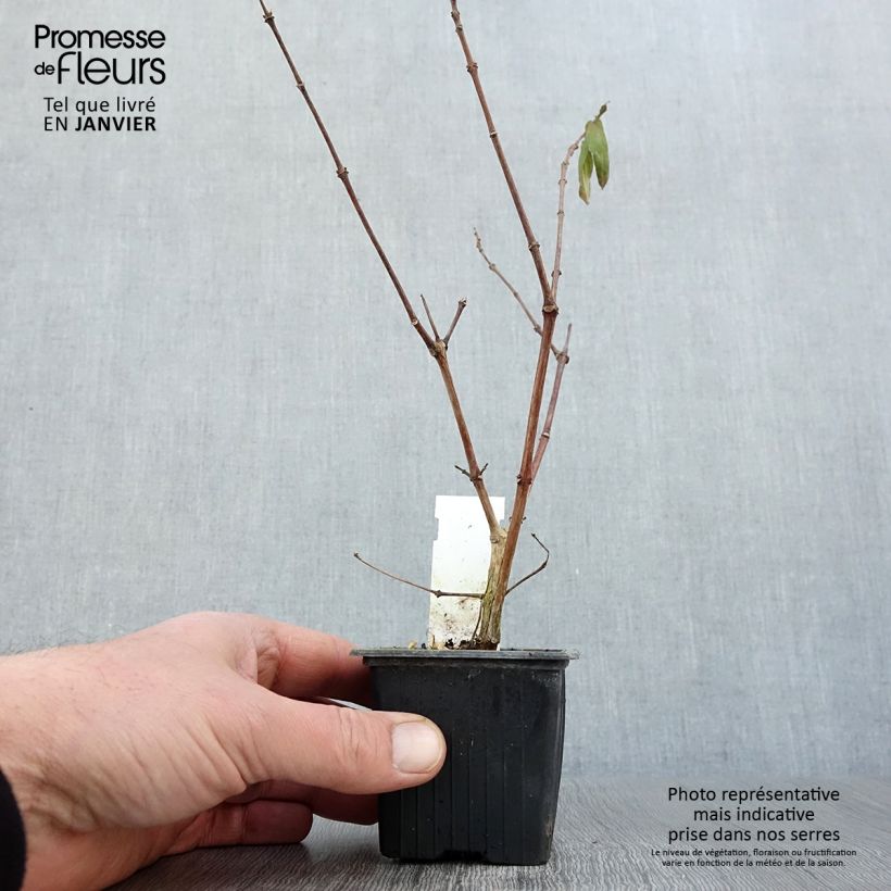 Exemplar von Fuchsia Rohees New Millenium Kleine Töpfe von 8/9 cm wie im Winter geliefert