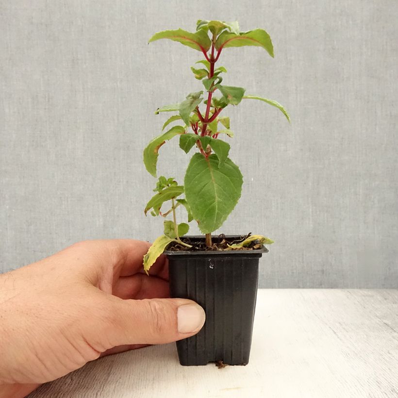 Exemplar von Fuchsia Royal Mosaïc Kleine Töpfe von 7/8 cm wie im Sommer geliefert