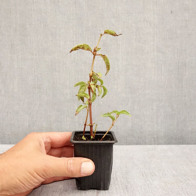 Exemplar von Fuchsia Royal Mosaïc Kleine Töpfe von 7/8 cm wie im Sommer geliefert