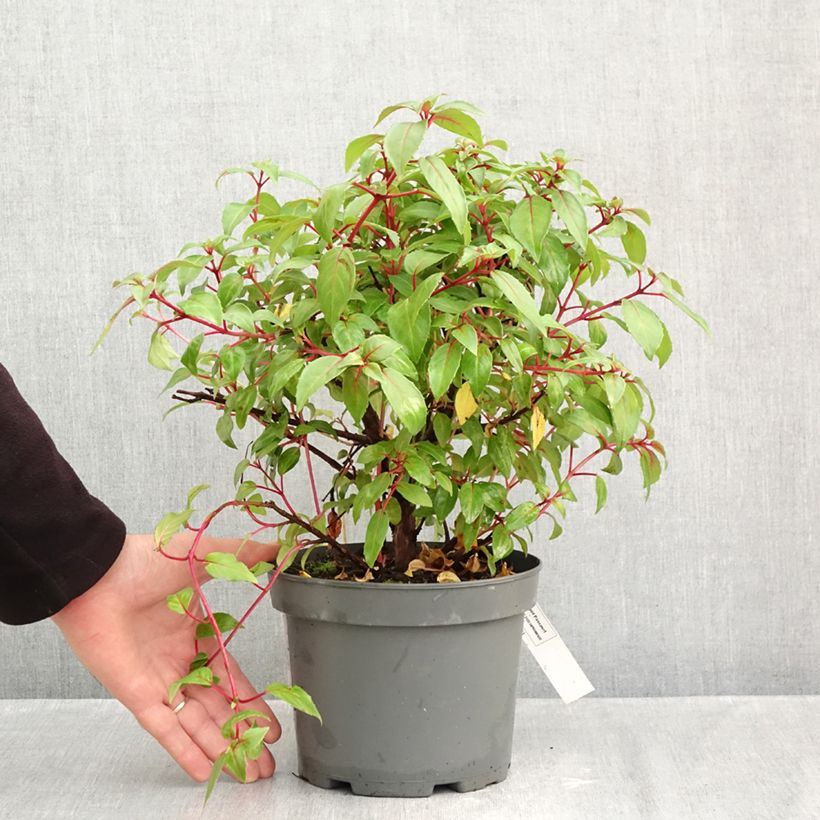 Exemplar von Fuchsia Charming Topf mit 3L/4L wie im Herbst geliefert