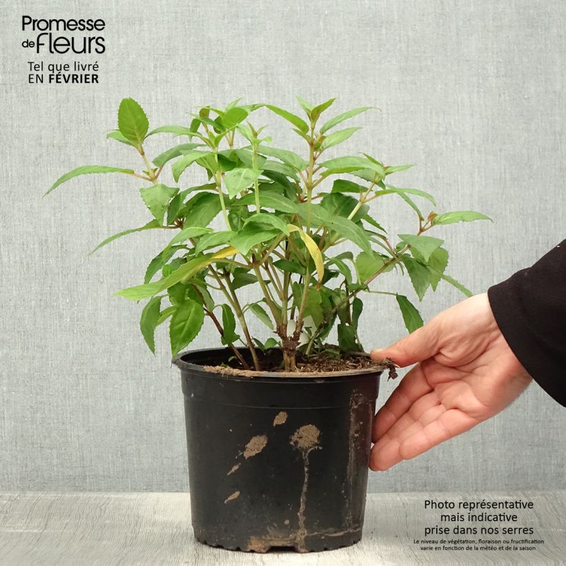 Example of Fuchsia Charming Topf mit 3L/4L as you get in hiver