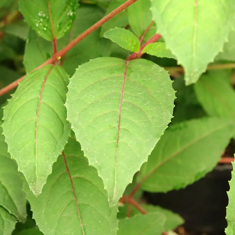 Fuchsia Connie (Foliage)
