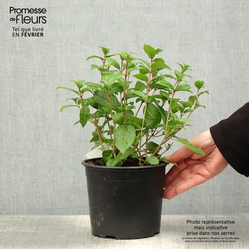 Example of Fuchsia Connie Topf mit 3L/4L as you get in hiver