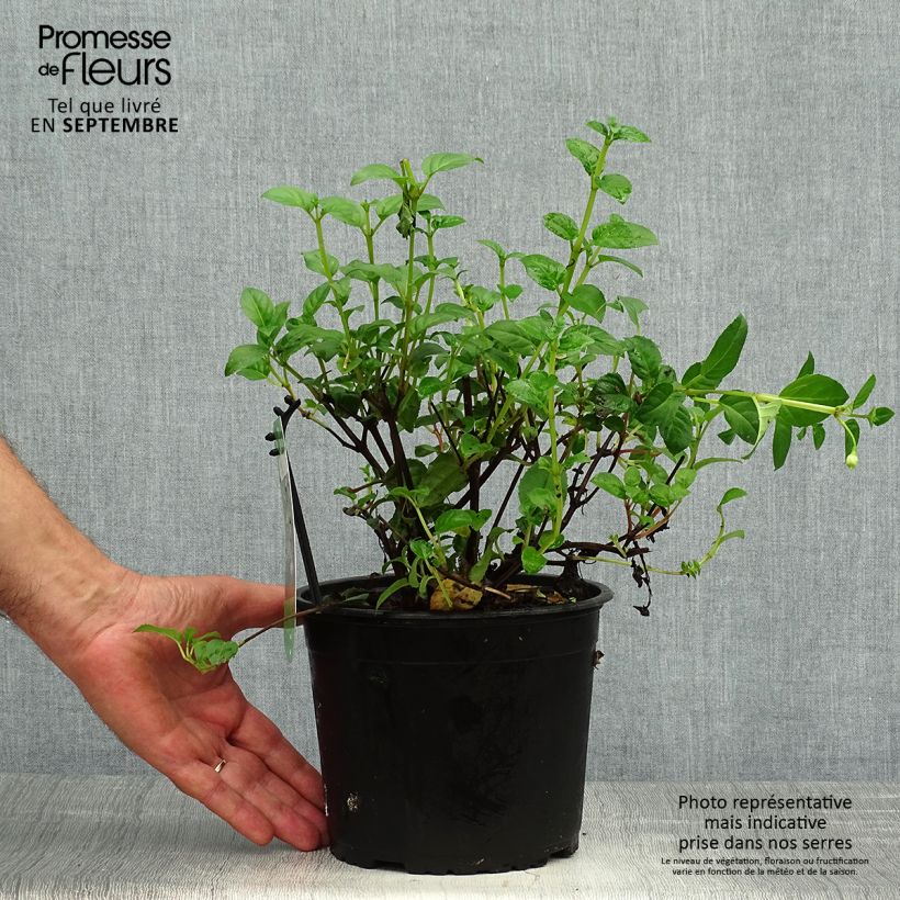 Example of Fuchsia Constance Topf mit 2L/3L as you get in automne
