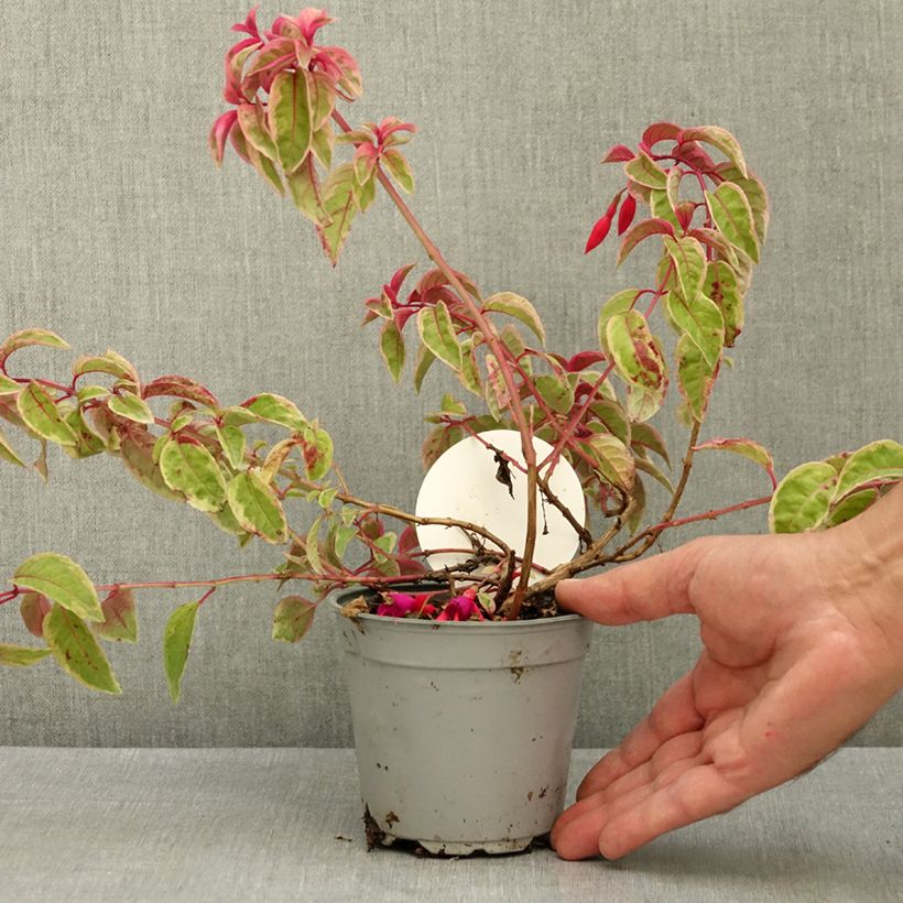 Exemplar von Fuchsia Happy Birthday Topf mit 1L/1,5L wie im Sommer geliefert