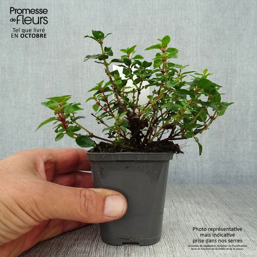 Example of Fuchsia Lady Thumb Kleine Töpfe von 8/9 cm as you get in automne