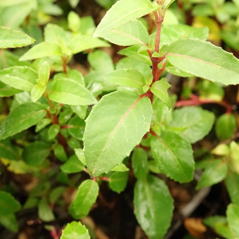 Fuchsia Lady Thumb (Foliage)