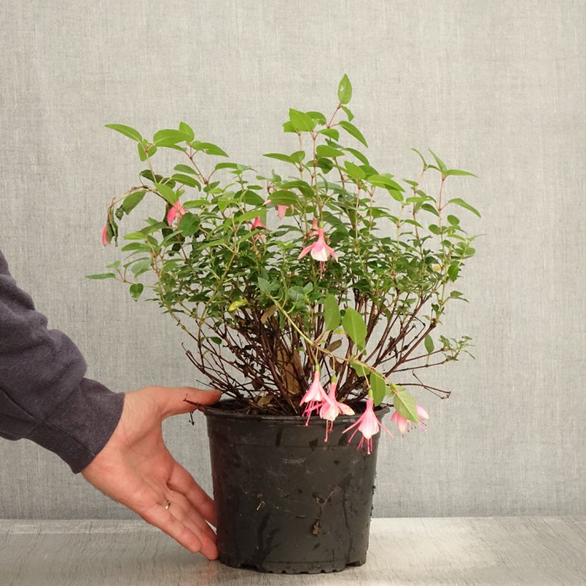 Example of Fuchsia Lady Thumb Topf mit 2L/3L as you get in automne