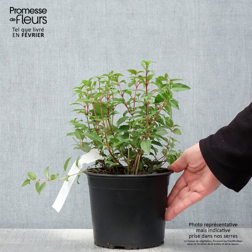 Exemplar von Fuchsia Lady Thumb Topf mit 2L/3L wie im Winter geliefert