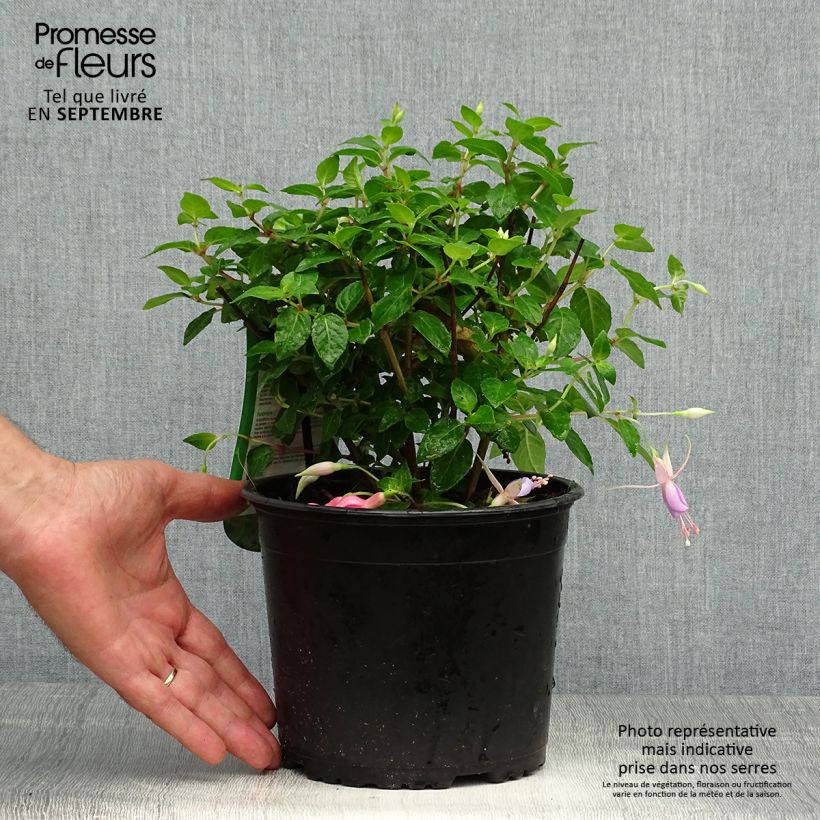 Example of Fuchsia Margaret Topf mit 2L/3L as you get in automne