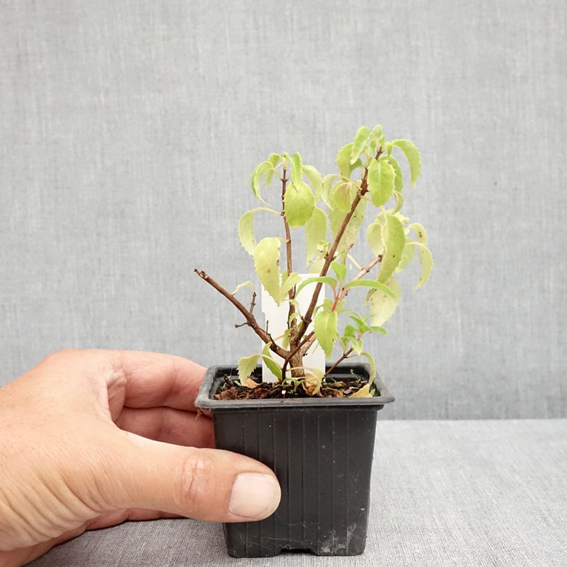 Exemplar von Fuchsia Margaret Thatcher Kleine Töpfe von 8/9 cm wie im Sommer geliefert