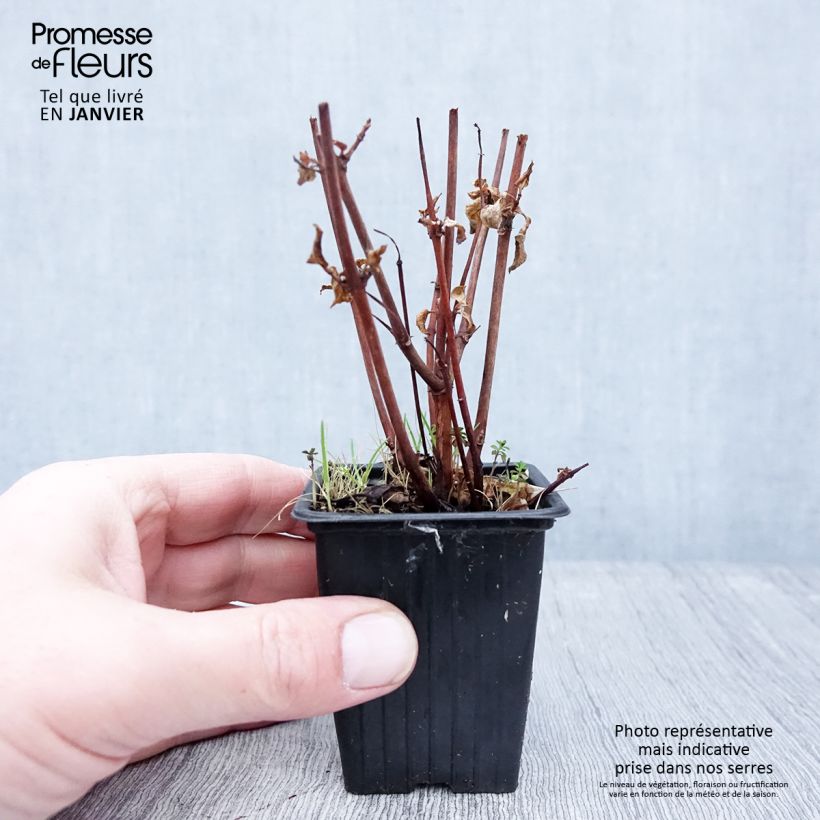 Exemplar von Fuchsia Marjory Blake Kleine Töpfe von 7/8 cm wie im Winter geliefert