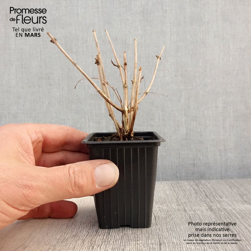 Exemplar von Fuchsia Marjory Blake Kleine Töpfe von 7/8 cm wie im Frühjahr geliefert