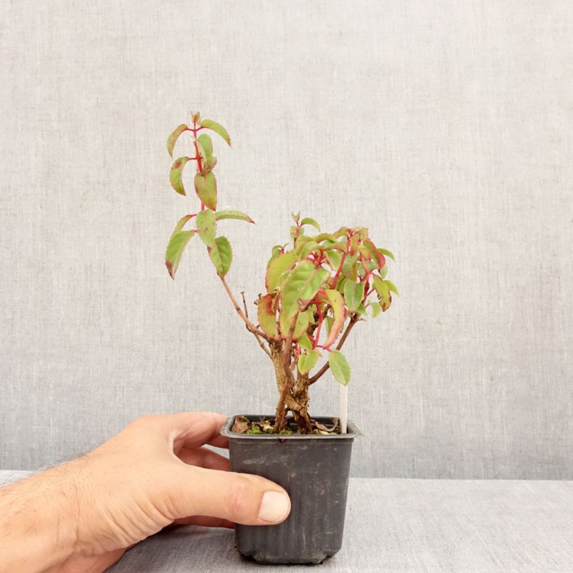 Exemplar von Fuchsia Mrs Popple Kleine Töpfe von 8/9 cm wie im Herbst geliefert