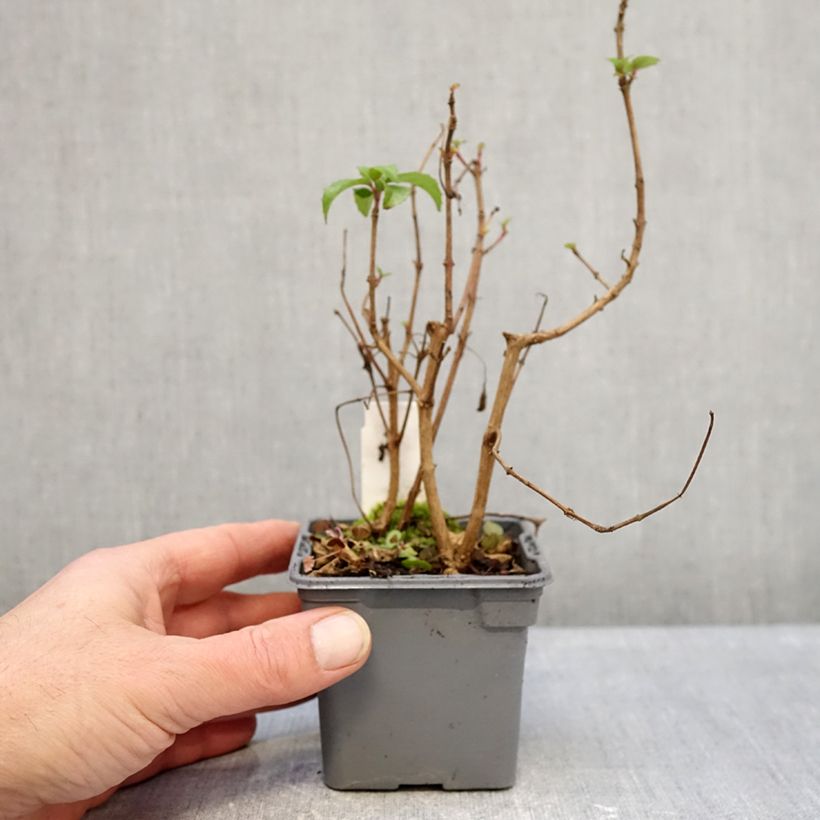 Exemplar von Fuchsia Mrs Popple Kleine Töpfe von 8/9 cm wie im Winter geliefert