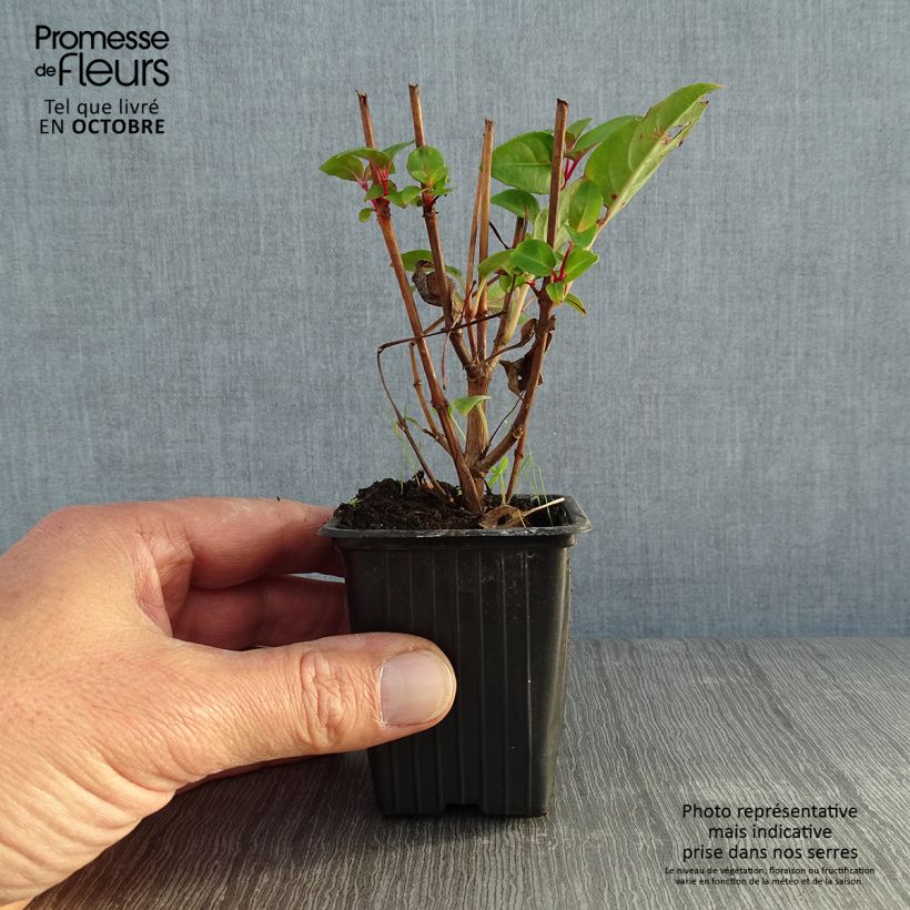 Example of Fuchsia Princess Dollar Kleine Töpfe von 7/8 cm as you get in automne