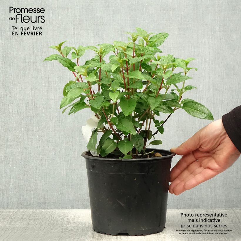 Example of Fuchsia Princess Dollar Topf mit 2L/3L as you get in hiver