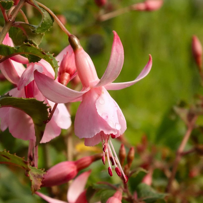Fuchsia Shrimp Cocktail (Blüte)