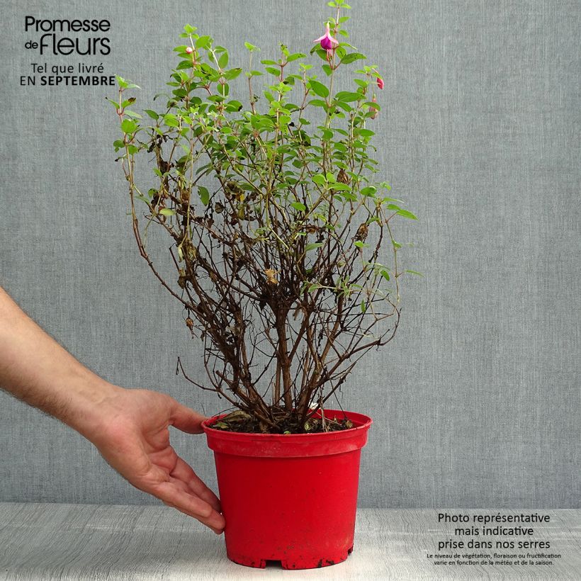 Example of Fuchsia Tom Thumb Topf mit 2L/3L as you get in automne