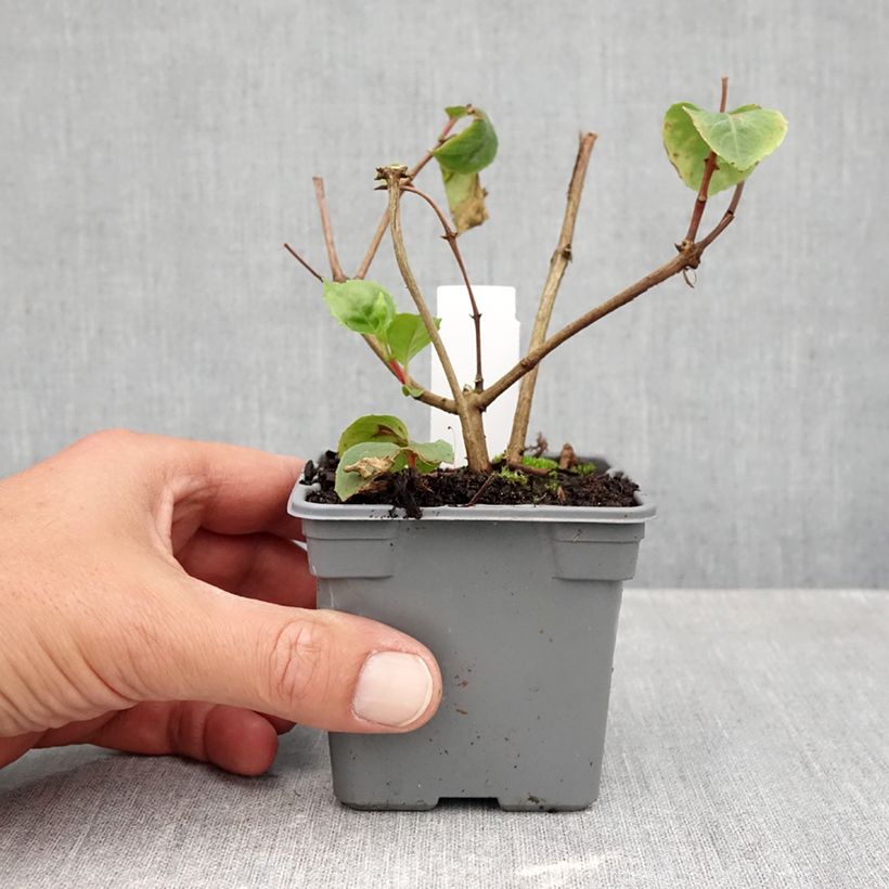 Exemplar von Fuchsia White King Kleine Töpfe von 8/9 cm wie im Herbst geliefert