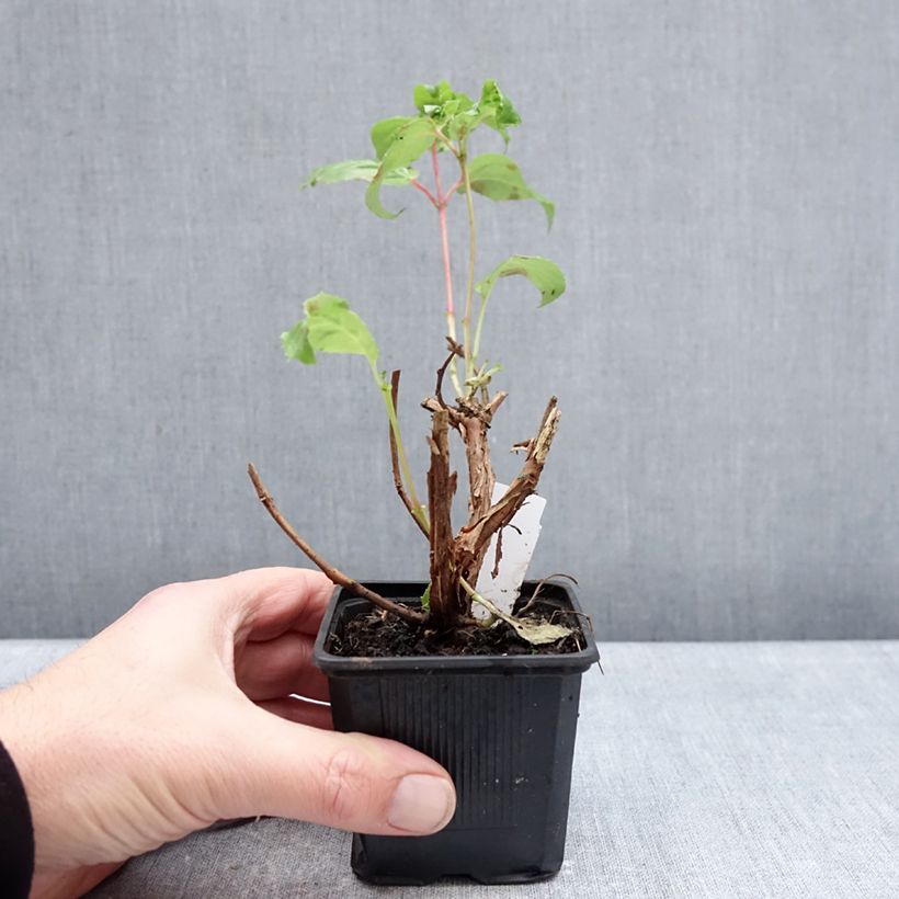 Exemplar von Fuchsia White King Kleine Töpfe von 8/9 cm wie im Winter geliefert