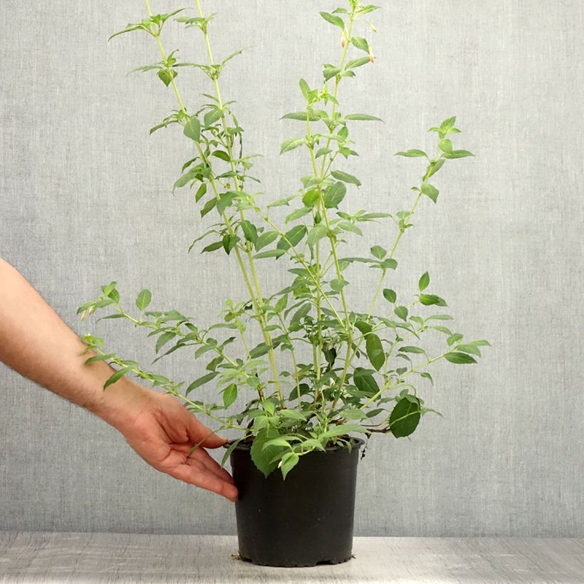 Example of Fuchsia Whiteknights Pearl Topf mit 2L/3L as you get in ete