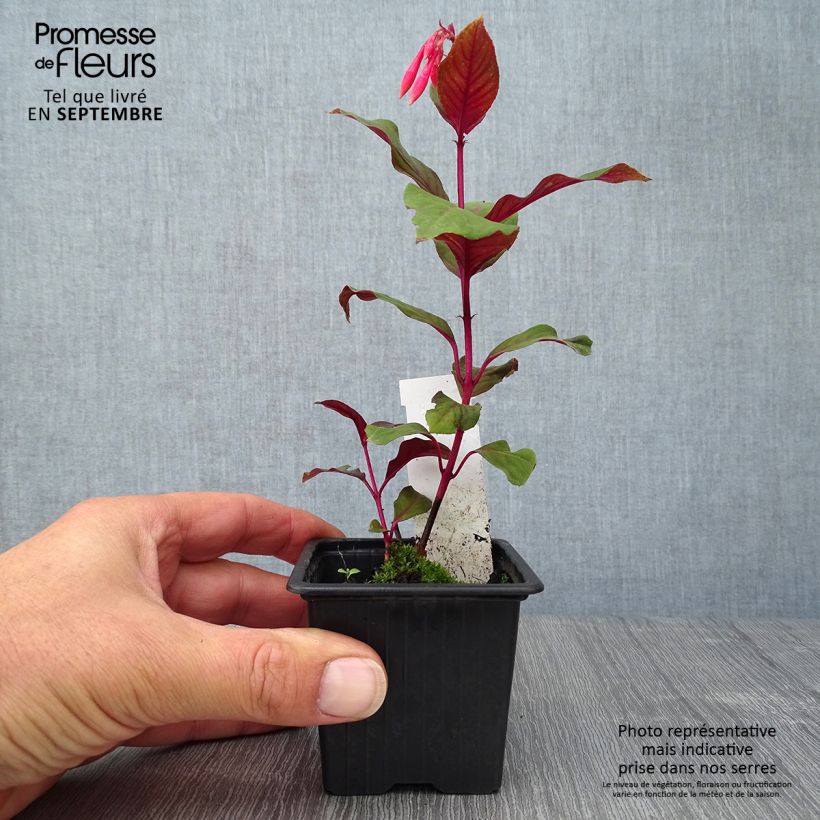 Example of Fuchsia triphylla Thalia Kleine Töpfe von 8/9 cm as you get in automne