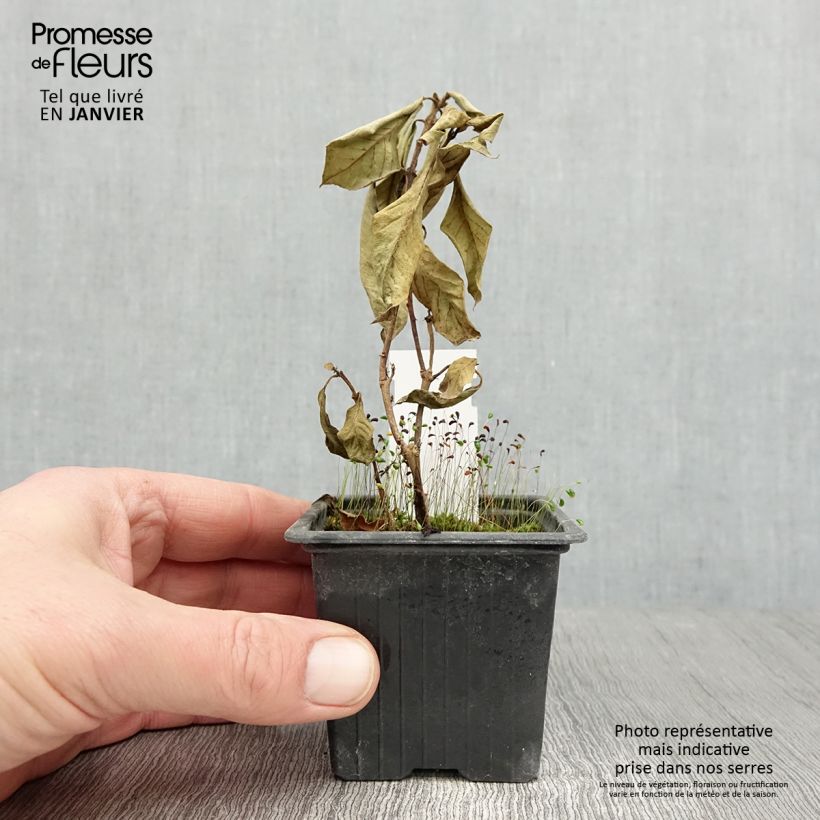 Exemplar von Fuchsia triphylla Thalia Kleine Töpfe von 8/9 cm wie im Winter geliefert