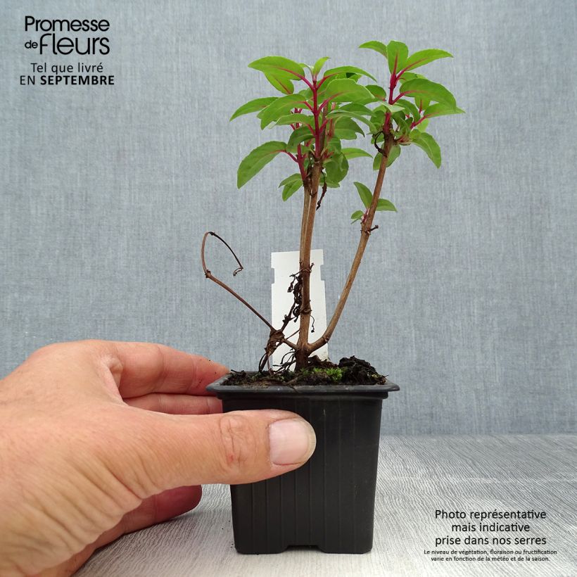 Example of Fuchsia Winston Churchill Kleine Töpfe von 8/9 cm as you get in automne
